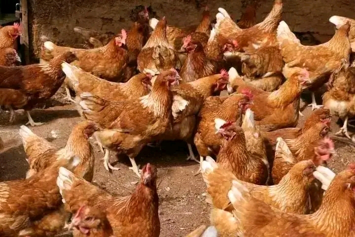 Eggs Production