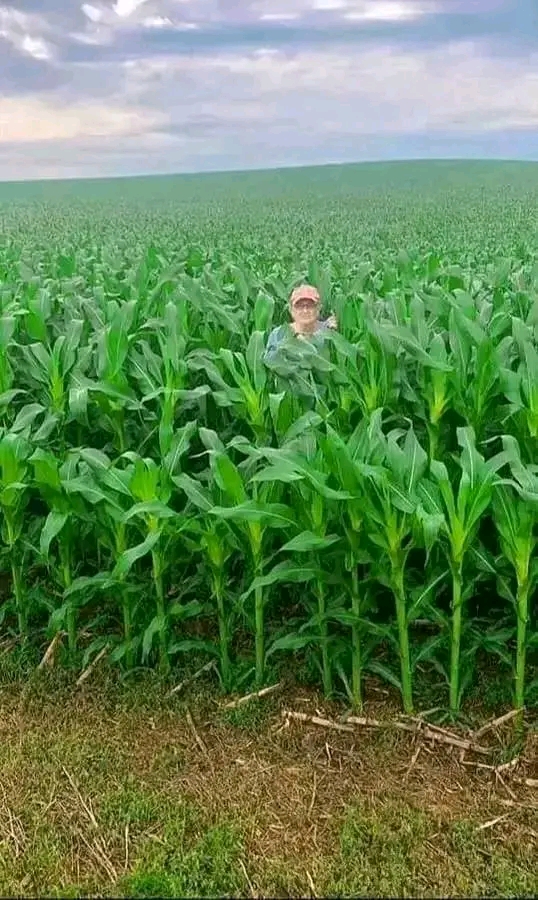 Professional Maize Planting Steps