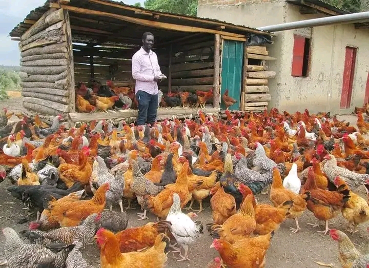 How To Harvest Money From Local Chicken ( Village Chicken)