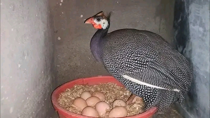 Guide For Raising Guinea Fowl Babies (Keets).