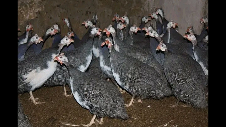 Fowl Farming 