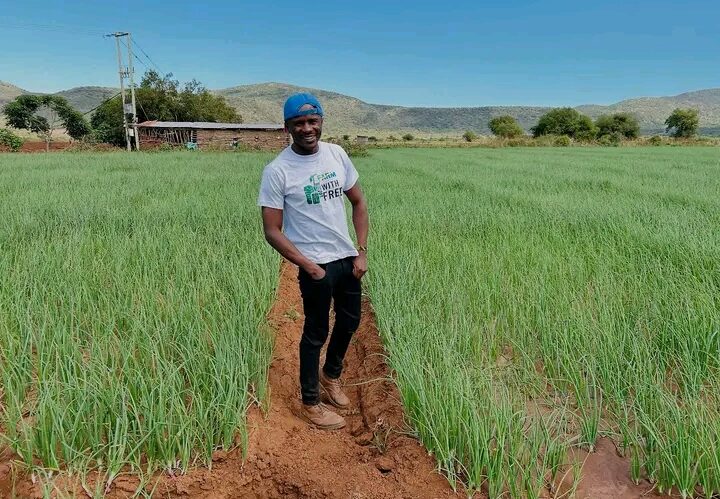 How Many Kilos of Onions Per Acre?And How Much Per Kg?